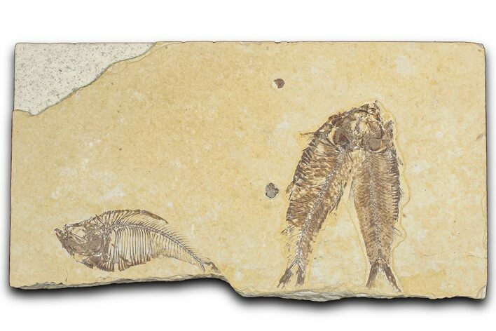 Plate of Three Fossil Fish (Knightia & Diplomystus) - Wyoming #354082